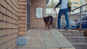 Как правильно забирать собаку из приюта и зачем нужно с ней знакомиться заранее?