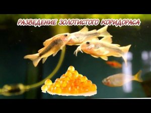 РАЗВЕДЕНИЕ ЗОЛОТИСТОГО КОРИДОРАСА.