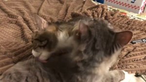 Коты лижут друг друга. ЦЕЛОВАТЬ И ЧУТЬ-ЧУТЬ КУСАТЬ