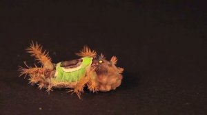 Вот Почему Эти Гусеницы Самые Необычные в Мире