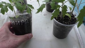 Моей рассаде помидоров один месяц, опыт выращивания.