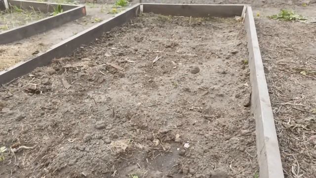 Обзор красивого огорода в мой день рождения. Подарок от мужа и весенние посадки.