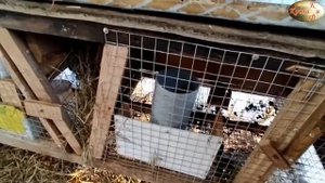 Выкидыш у крольчихи.