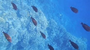 Риф отелей Альбатрос Палас Шарм и Корал Бич Ризорт Монтаза, Albatros Palace Sharm reef, fish