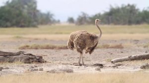 Amazing Ostrich Dance - Изумительный танец страусов