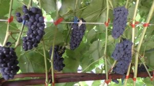 Вэлиант, неукрывной сорт винограда