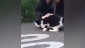 Приколы с котами и кошками ржака до слез просто