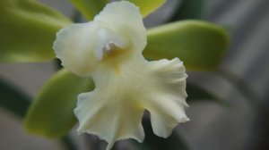 Покладистая каттлея Epc. Vienna Woods x C. Thospol Spot. Макросъёмка.