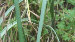 Czosnek zielonawy - Allium oleraceum