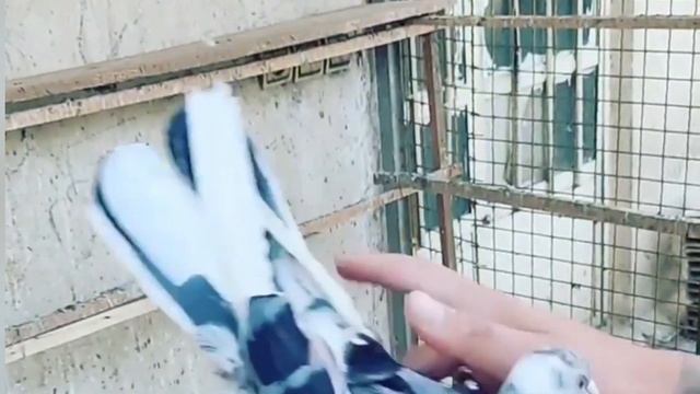 Пышнота голубей зашкаливает! Как Вам крыло, хвост, масть!? Мраморные голуби | Iranian pigeons | смотреть онлайн