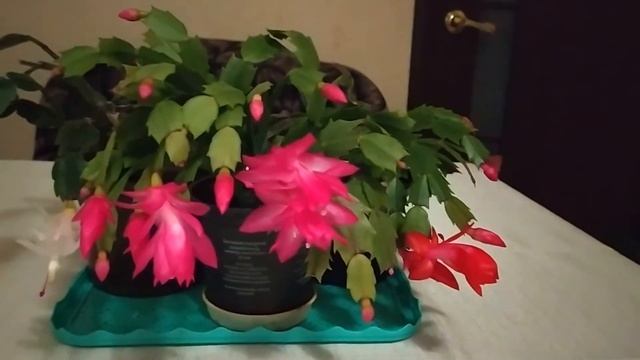 КАК ЗАСТАВИТЬ ЦВЕСТИ ДЕКАБРИСТ. 100% РЕЗУЛЬТАТ