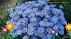 Астра альпийская Лайт блю. Краткий обзор, описание характеристик aster alpinus Light Blue