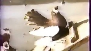 Голуби,мои вы милые