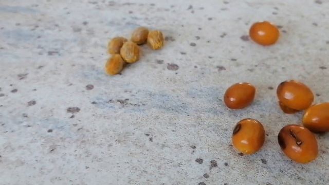 хамеропс. выращивание из семян
