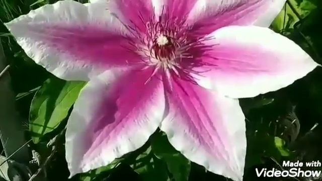 "MI COLECCION DE CLEMATIS ENREDADERAS BELLISIMAS" смотреть онлайн