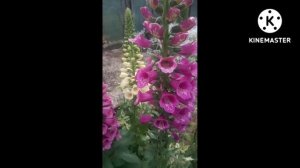 Наперстянка...много наперстянки #Shorts