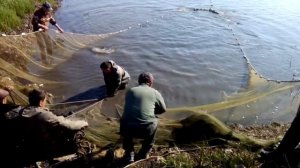 Веслонос в неводе