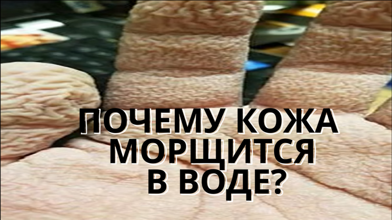 ПОЧЕМУ КОЖА МОРЩИТСЯ В ВОДЕ? #кожа #интересныефакты #shorts