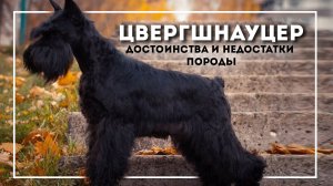 Цвергшнауцер. Плюсы и минусы породы миниатюрный шнауцер