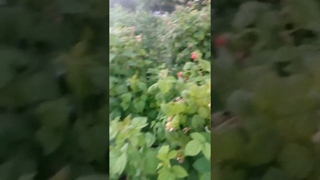 Малина Патриция, начало созревания. #малина #патриция #созревание смотреть онлайн