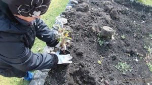 Черенкование буддлеи осенью в открытый грунт.