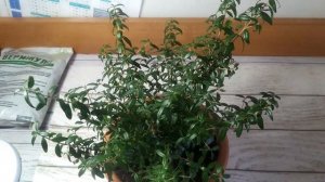 🌸 Комнатный мирт в домашних условиях 🌸 Уход за миртом осенью и зимой