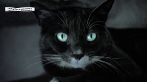 Почему у кошек ночью блестят глаза? Викторина и ответ.