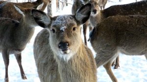 Пятнистые Олени зимой, Cervus nippon