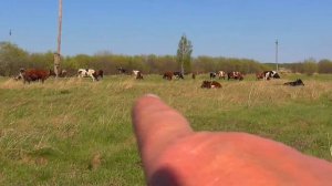 Как  пасут коров Бажениты обзор  дойного стада возле деревни