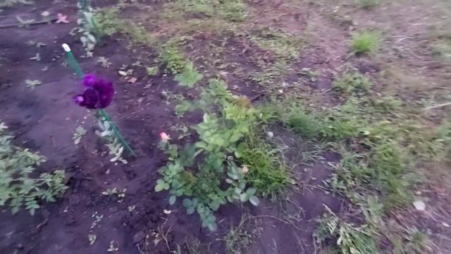 Профилактическая обработка роз и не тольк от вредителей. Препарат Алатар