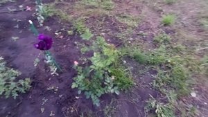Профилактическая обработка роз и не тольк от вредителей. Препарат Алатар