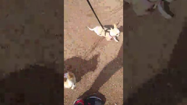 Прогулка чихуахуа Фантазия и Елисей