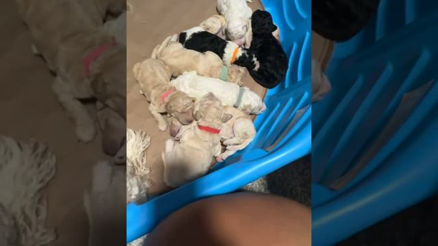 1 week old Standard moyen poodle puppies смотреть онлайн