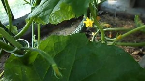 СОБИРАЮ В ПАРНИКЕ ОГУРЦЫ СЕДЕК СОРТ ''ИЗУМРУДНЫЙ ПОТОК F 1'' 03 АВГУСТА 2017