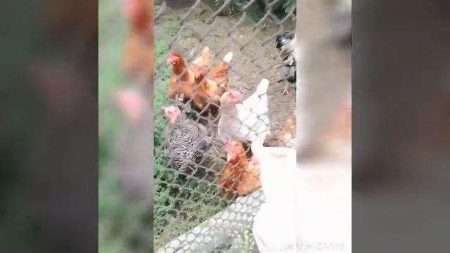 ДЕРЕВЕНСКИЕ ВАЙНЫ. смотреть онлайн