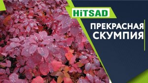 Прекрасная Скумпия ✔️ Выращивание и Уход  Скумпия Кожевенная