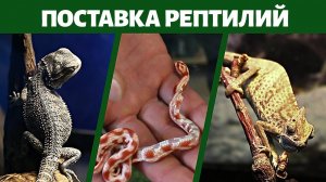 Бородатая агама, Маисовый полоз, Хамелеон - Поставка рептилий
