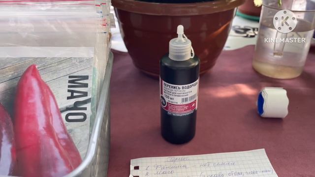  Vlog из светёлки. Кладу на проращивание семена томатных гномов и перцев. Сею Бакопу в стаканчики