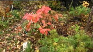 Дуб красный, Quercus rubra с фантастической осенней раскраской