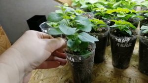 ВЫРАЩИВАЮ НЕМНОГО РАССАДЫ НА ПРОДАЖУ В КВАРТИРЕ ? ЧТО ПОЛУЧАЕТСЯ, ЧТО НЕ ОЧЕНЬ??