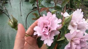 Начало цветения роз (1).  Как перезимовали японки.