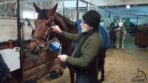 Два варианта, как надеть уздечку