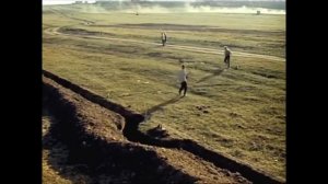 Не стреляйте белых лебедей.