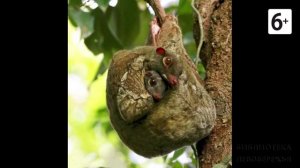 Удивительные соседи. Шерстокрыл