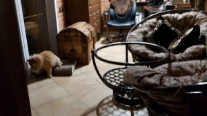 « ЧЕРЕТ » ДУХ ТЕЛОХРАНИТЕЛЬ . ОЧЕНЬ СИЛЬНАЯ ЗАЩИТА . ДЛЯ ВСЕХ . ИНГА ХОСРОЕВА . ВЕДЬМИНА ИЗБА .