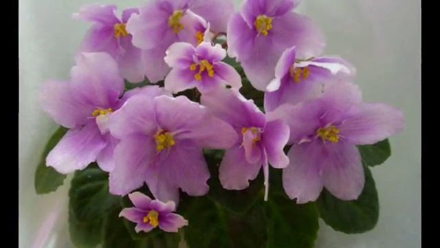 Красавицы фиалки. смотреть онлайн