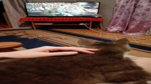Кот смотрит телевизор
