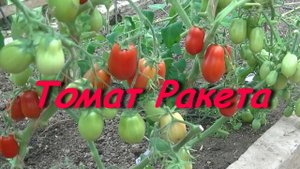 Томат Ракета