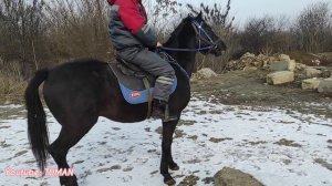 👍 Скотный рынок в Урус-Мартане. Конец Января. Цены в Чечне