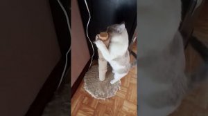 Кошкин дом - Танюша разбирает когтеточку, зачем🤨